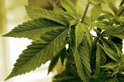 Семена конопли INDICA от High Quality Seeds