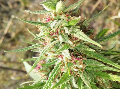 Семена конопли Sativa от High Quality Seeds
