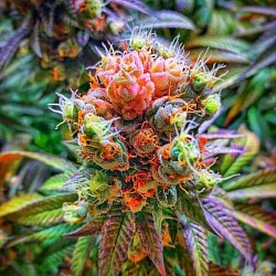 High quality seeds