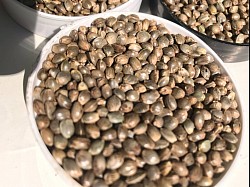 High quality seeds