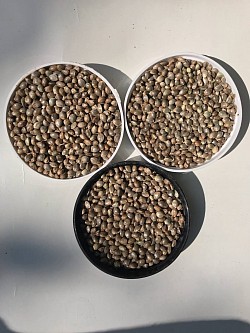 High quality seeds